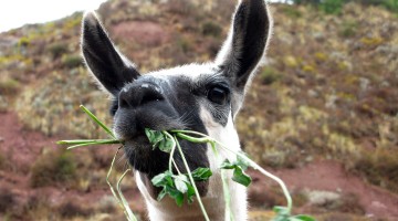 Llama Chase in Arizona: What We Can Learn