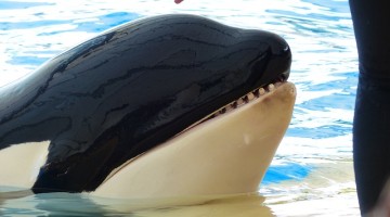 SeaWorld: Captivity Is Not a Home
