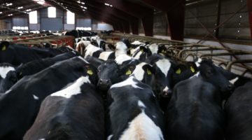 Dairy Does Affect Your Health, Right? Avoid Research Bias