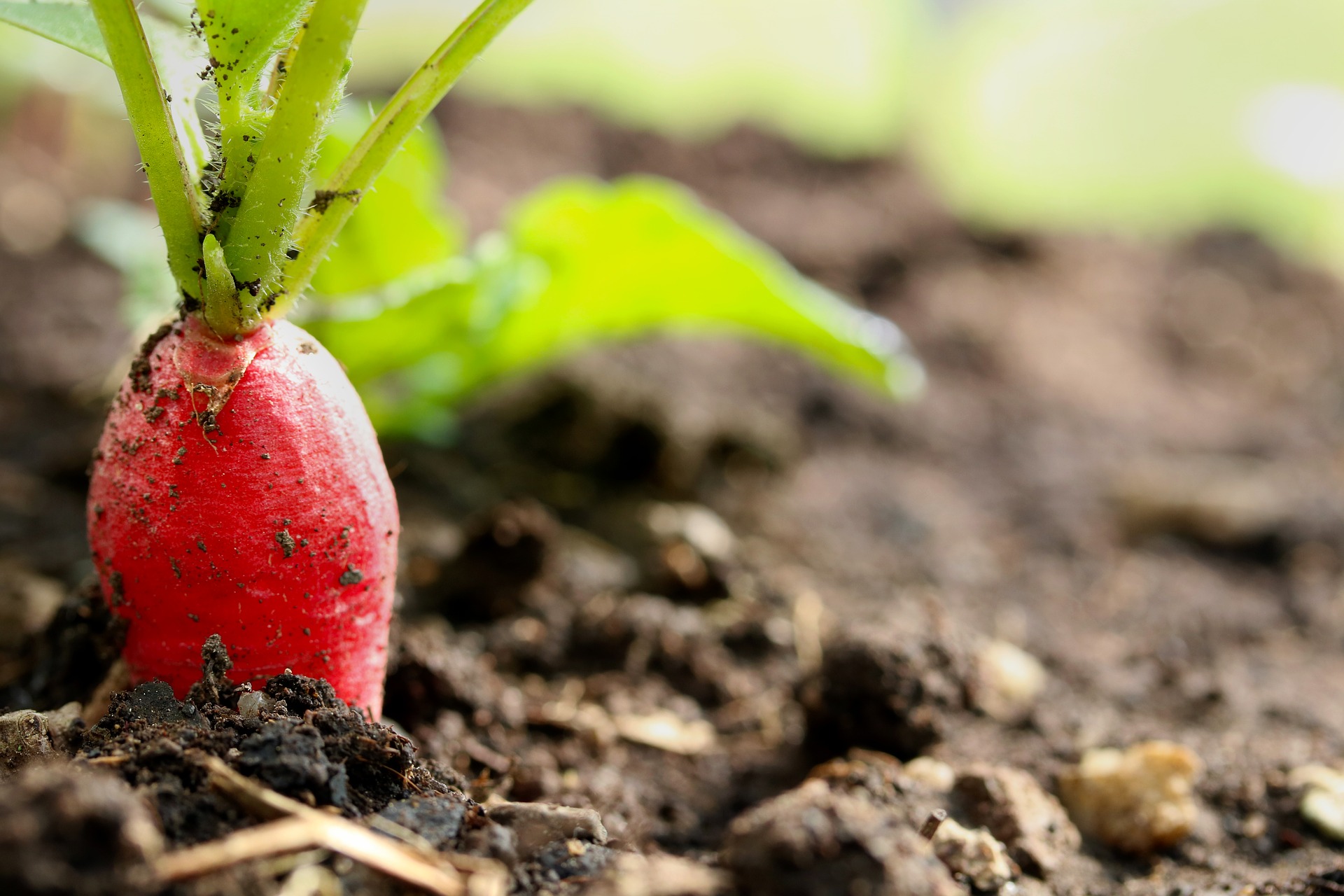8 Easy Low Maintenance Vegetables to Grow in Your Garden